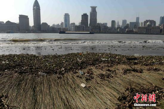 材料图：2014年12月16日，上海浦东滨江小道滩涂地带水葫芦上搀杂的生涯渣滓。中新社发 CNSPHOTO 摄